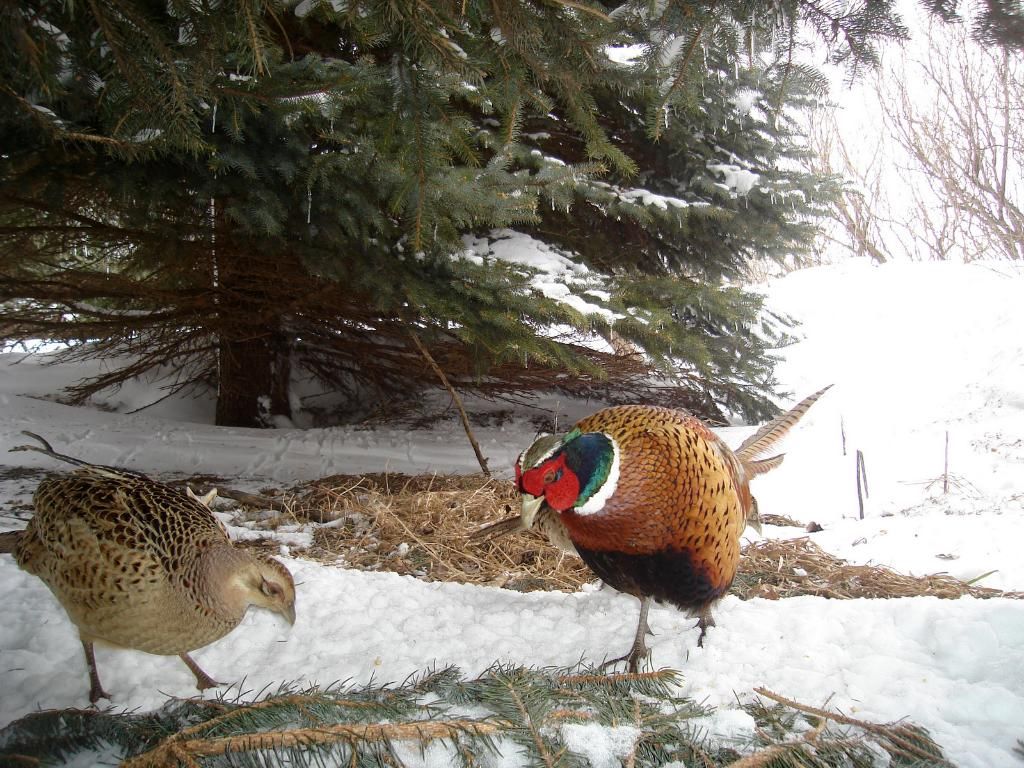 SW Minnesota trail pics Pheasant 03292011 Duck Hunting Forum